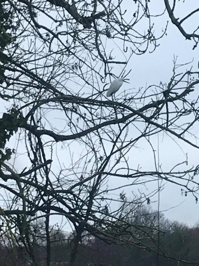 Reveil Aux Chants Des Oiseaux Asse-le-Riboul Kültér fotó